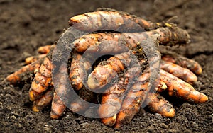 Newly harvested turmeric