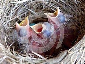 Newly Hatched American Robin Chicks