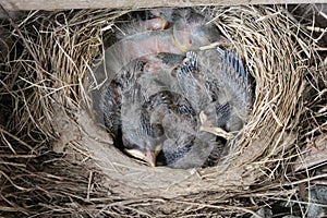 Newly Hatched American Robin Chicks