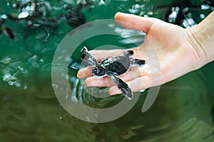 Newly hatched babies turtle