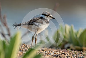 A Baby Killdeer Exploring the Shoreline