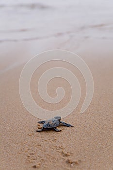 Newly hatched baby Loggerhead turtle