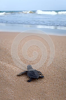 Newly hatched baby Loggerhead turtle t