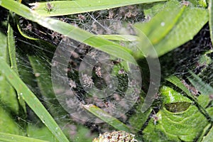 Newly hatched baby spiders