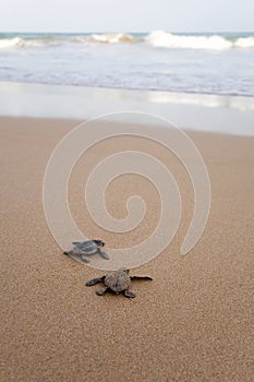 Newly hatched baby turtles