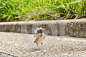 Newly hatched bird standing on a sidewalk
