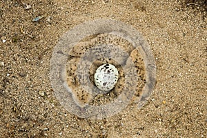 Newly Hatched Black Skimmer Chicks photo