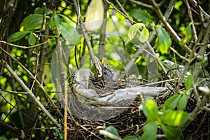 Nuevo eclosionado cortar relajante en observación de aves nido 