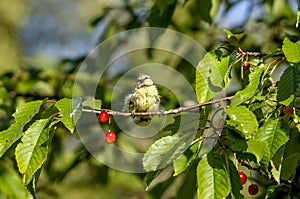 Newly hatched blue tit bird in a cherry tree