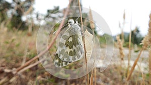 Newly Hatched Butterfly