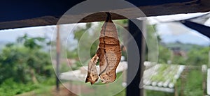 Newly hatched butterfly cocoons on a defocused nature background