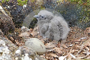 Newly hatched chick and egg South Polar Skua.