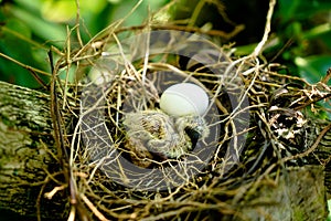 Newly hatched chick and egg of the spotted dove in the nest on the branches of a coffee plant