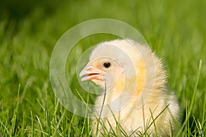 Newly-hatched chick on a green grass