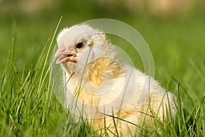 Newly-hatched chick on a green grass