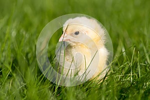 Newly-hatched chick on a green grass