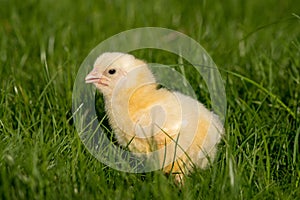 Newly-hatched chick on a green grass