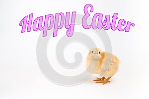 Newly hatched chick on white with Happy Easter title