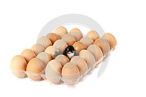 Newly hatched chicken sitting among brown eggs