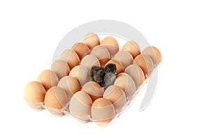 Newly hatched chicken standing among brown eggs