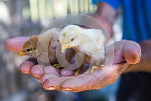 Newly hatched chicks