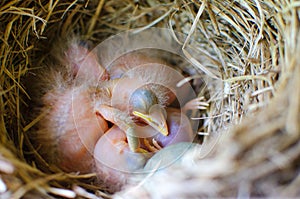 Newly hatched Chicks of a Blackbird in the nest