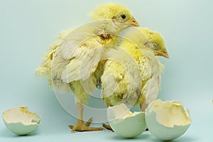 Newly hatched chicks from eggs.