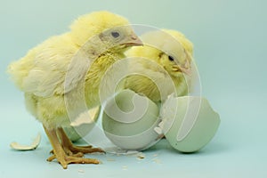 Newly hatched chicks from eggs.