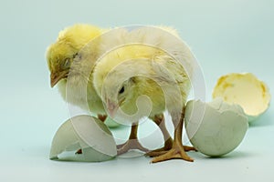 Newly hatched chicks from eggs.