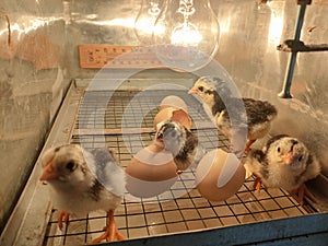 Newly hatched chicks in the incubator