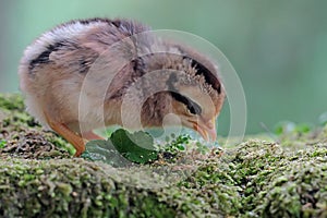 Newly hatched chicks are looking for food in the soil overgrown with moss.