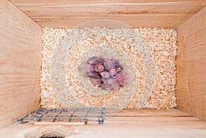 Newly hatched cockatiel birds in a nest box