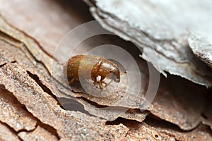 Newly hatched common pine shoot beetle, Tomicus piniperda on pine bark