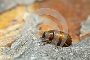 Newly hatched common pine shoot beetle, Tomicus piniperda on pine bark