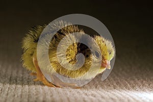 Newly hatched a few hours quail, Coturnix japonica