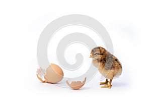 Newly hatched French Faverolles chicks isolated on white background