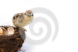 Newly hatched French Faverolles chicks isolated on white background