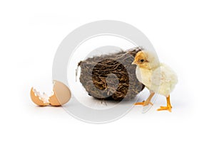 Newly hatched French Faverolles chicks isolated on white background