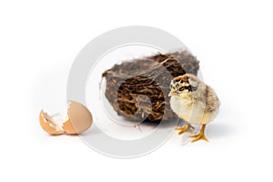 Newly hatched French Faverolles chicks isolated on white background