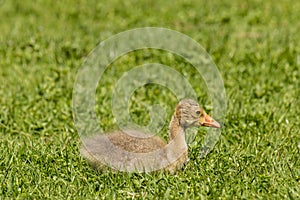 Newly hatched gosling