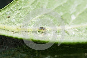 A newly hatched Ladybird larvae hunting green aphids