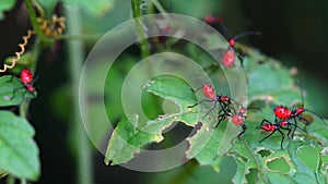 Newly hatched Leptoglossus species nymphs and the mature on leaves of Balsam  apple.