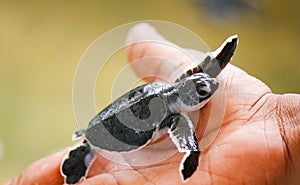 Newly hatched Loggerhead baby sea turtles hatching in a turtle farm in Sri Lanka, Hikkaduwa