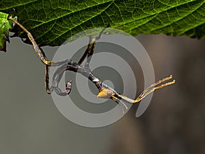 Newly hatched Macleay`s spectre stick insect, Extatosoma tiaratum, cECP 2017