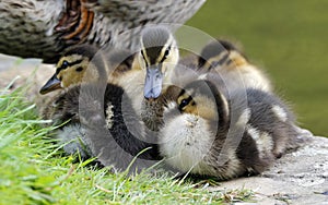 Newly hatched mallard ducklings by the lake
