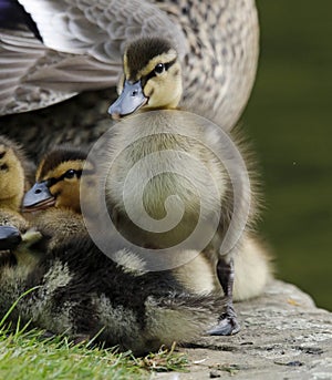 Newly hatched mallard ducklings by the lake