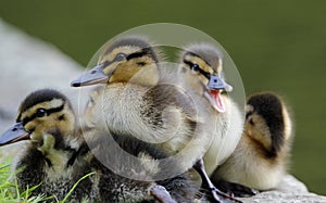 Newly hatched mallard ducklings by the lake