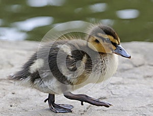 Newly hatched mallard ducklings by the lake