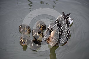 Newly Hatched Mallard Ducklings Taking Their First Swim