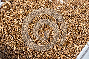 Newly hatched mini sized mealworms for sale for smaller fish feed at a pet store
